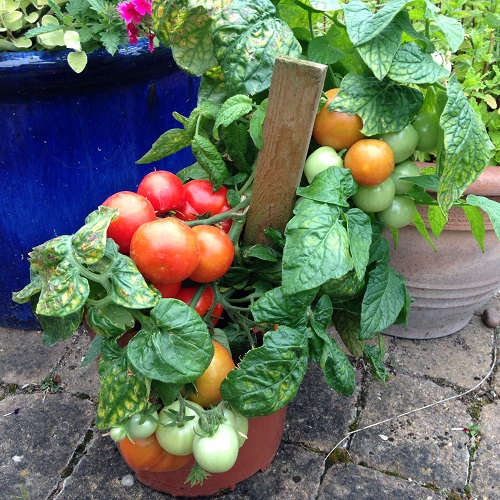 Tomato Totem